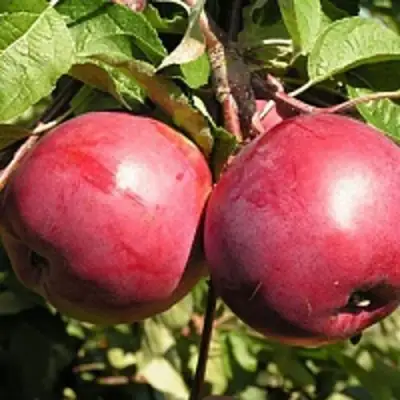 Яблоня ДАРУНАК в Минске