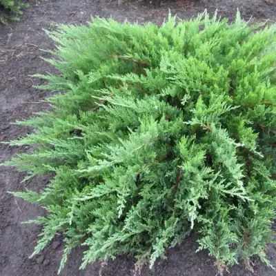 Можжевельник ТАМАРИСЦИФОЛИЯ казацкий  в Минске