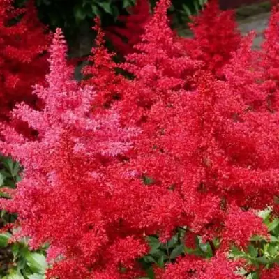 Астильба ЭТНА Арендса в Минске