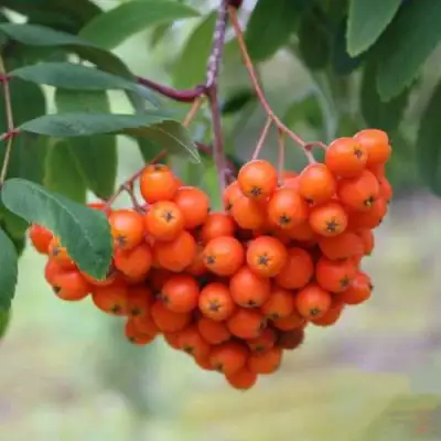 Рябина ВЕФЕД сладкоплодная в Минске