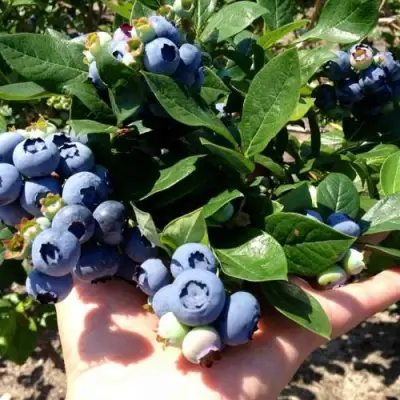 Голубика ДАРРОУ в Минске