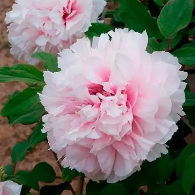 Пион ПЕРСИК ПОД СНЕГОМ древовидный в Минске