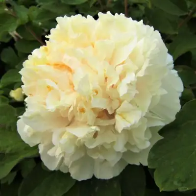 Пион НЕЖНЫЙ ГОЛОС древовидный в Минске