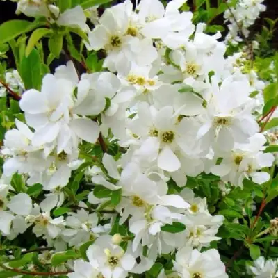 Экзохорда ЗЕ БРАЙД в Минске