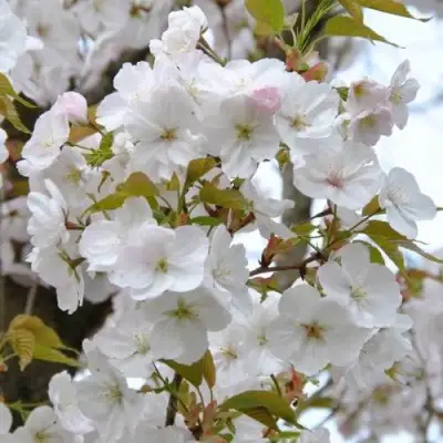 Сакура САНСЕТ БУЛЕВАРД в Минске