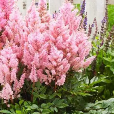 Астильба ЛУК ЭТ МИ японская в Минске