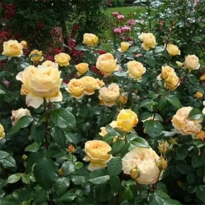 Роза КЕНДЛАЙТ чайно-гибридная в Минске