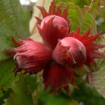 Фундук МОСКОВСКИЙ РУБИН в Минске