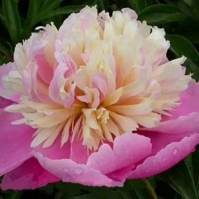 Пион ВЕСЕННЯЯ ПАЛИТРА травянистый в Минске