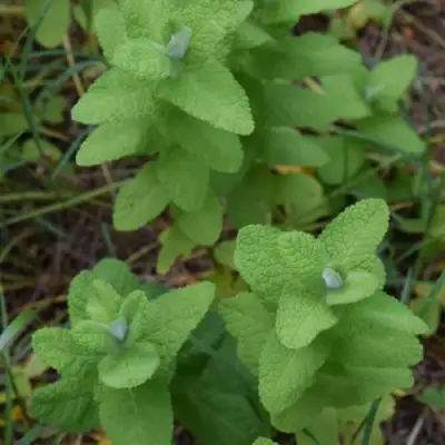 Мята АПФЕЛМИНЦЕ в Минске