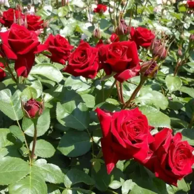 Роза ЭКСПЛОРЕР чайно-гибридная в Минске