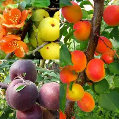 Комплект САД ДЛЯ ГУРМАНА в Минске