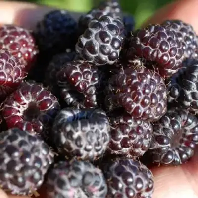 Малина БРИСТОЛЬ в Минске