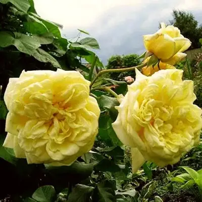 Роза КАЗИНО плетистая в Минске