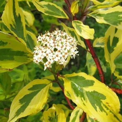 Дерен ШПЕТА белый в Минске