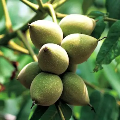 Орех МАНЬЧЖУРСКИЙ в Минске