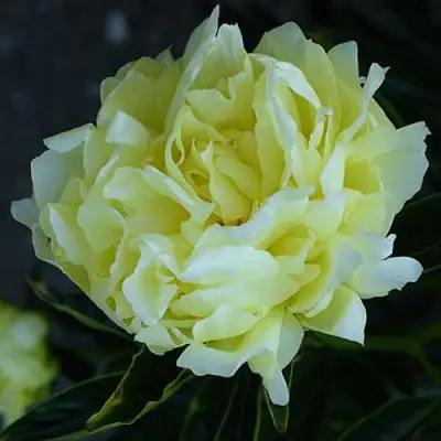 Пион ЗОЛОТАЯ КОЛЕСНИЦА травянистый в Минске