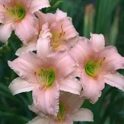 Лилейник ЛАКШЕРИ ЛЕЙС гибридный в Минске