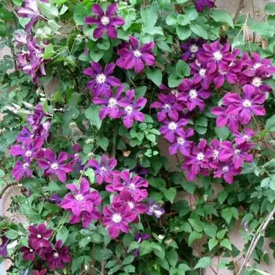 Клематис ГЕРОИ ВАРШАВЫ в Минске