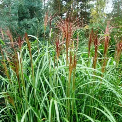 Мискантус МАЛЕПАРТУС китайский  в Минске