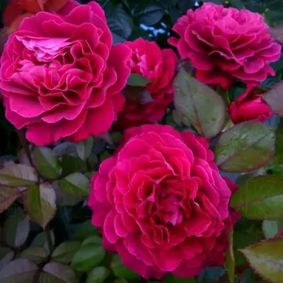 Роза БЕЛЬВЬЮ чайно-гибридная в Минске