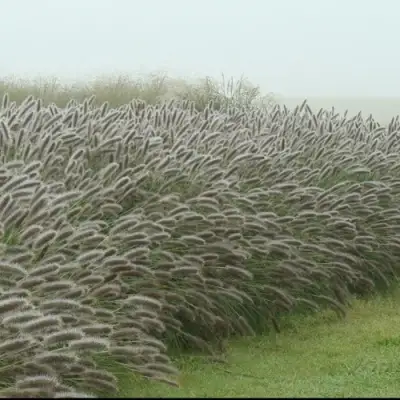 Пеннисетум ЛЕДИ Ю в Минске