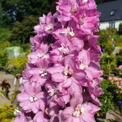 Дельфиниум АСТОЛАТ тихоокеанский в Минске