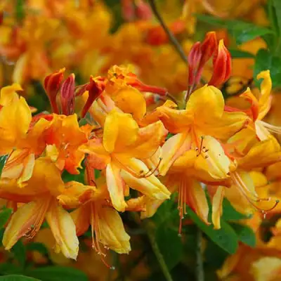 Азалия ОРАНЖ ХИТ листопадная в Минске