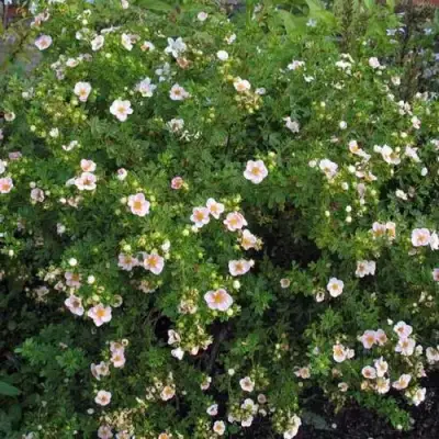 Лапчатка ПИНК КВИН кустарниковая в Минске