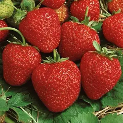 саженцы клубники Корона