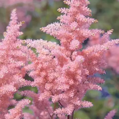 Астильба ГЛИТТЕР ЭНД ГЛАМУР китайская в Минске