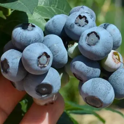 Голубика НЕЛЬСОН в Минске