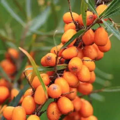 Облепиха АЛТАЙСКАЯ в Минске