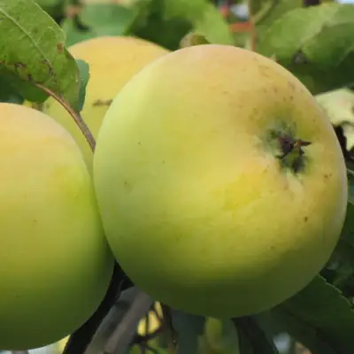 Яблоня РОССИЯНКА в Минске