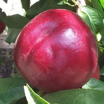 Нектарин ЭКСТРИМ БЬЮТИ в Минске