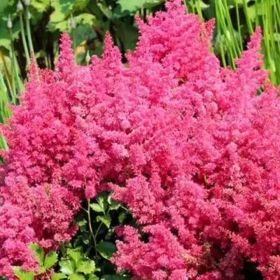 Астильба САННИ ДЕЙ гибридная в Минске