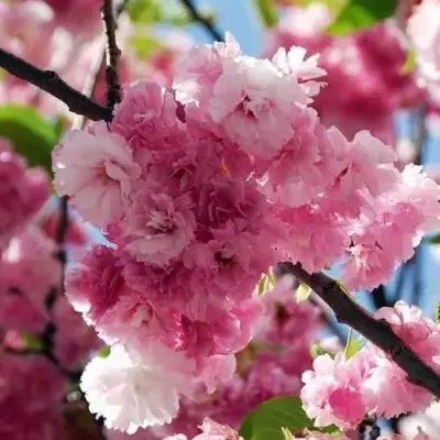 Сакура ПИНК ПЕРФЕКШН в Минске