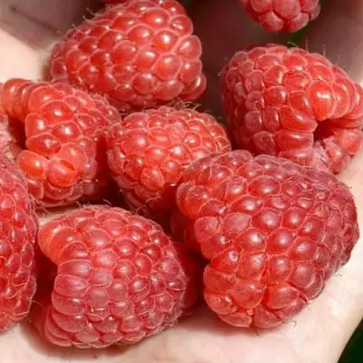 Малина ХЕРИТЕЙДЖ в Минске