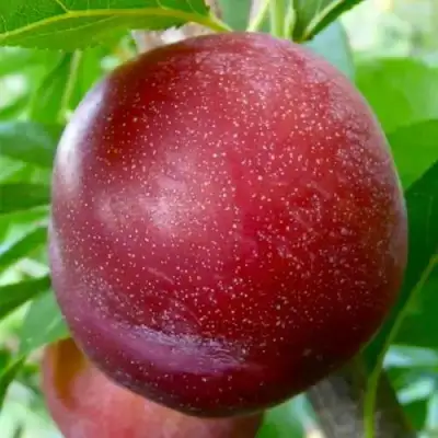 Слива БЕРБАНК ГИГАНТ в Минске