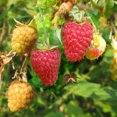 Малина РАДЗИЕВА в Минске