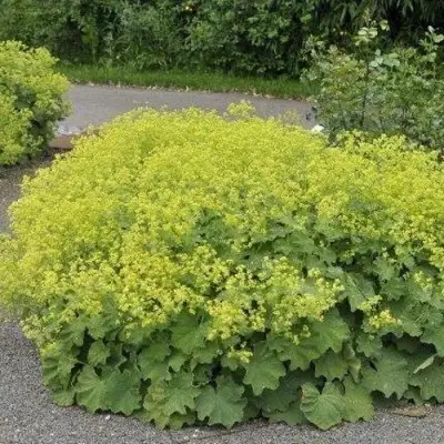 Манжетка ТРИЛЛЕР мягкая в Минске