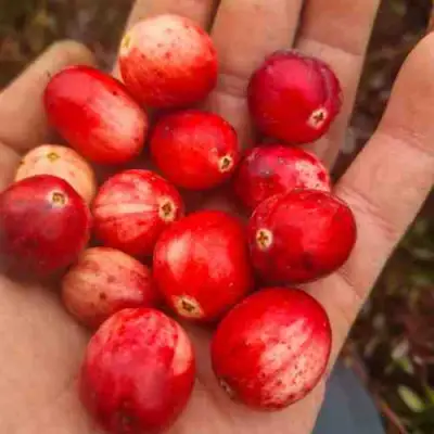 Клюква СТАНКОВИЧ в Минске