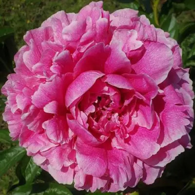 Пион ЗЕ ФОН травянистый в Минске