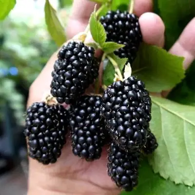 Ежевика ПРАЙМ АРК 45 ремонтантная   в Минске