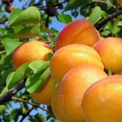 Абрикос ЭДЕЛЬВЕЙС в Минске