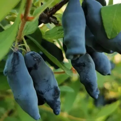 Жимолость съедобная СИЛЬГИНКА в Минске