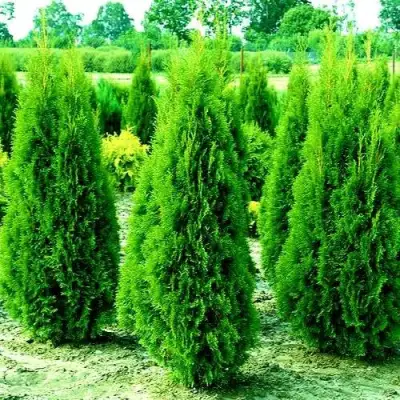 Туя ВИДМАНТ западная в Минске