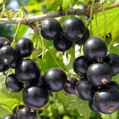 Смородина черная ГАМАЮН в Минске