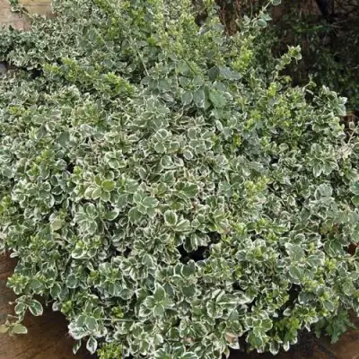 Бересклет ЭМЕРАЛЬД ГАИТИ форчуна  в Минске