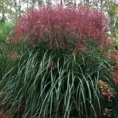 Мискантус МАЛЕПАРТУС китайский  в Минске